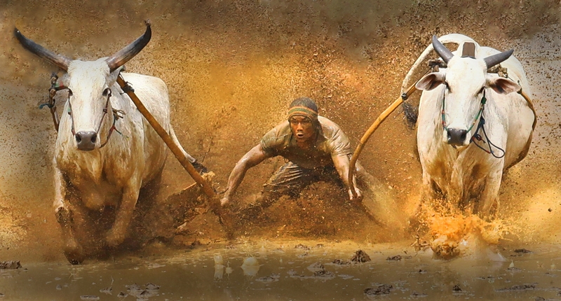 572 - COW RACE 5 - HARTOJO ANGELA MULIANI - indonesia.jpg